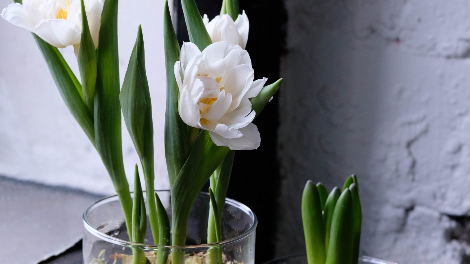 White, frilled tulip petals with a greenish base emerge from tall stems, framed by long, green leaves.
