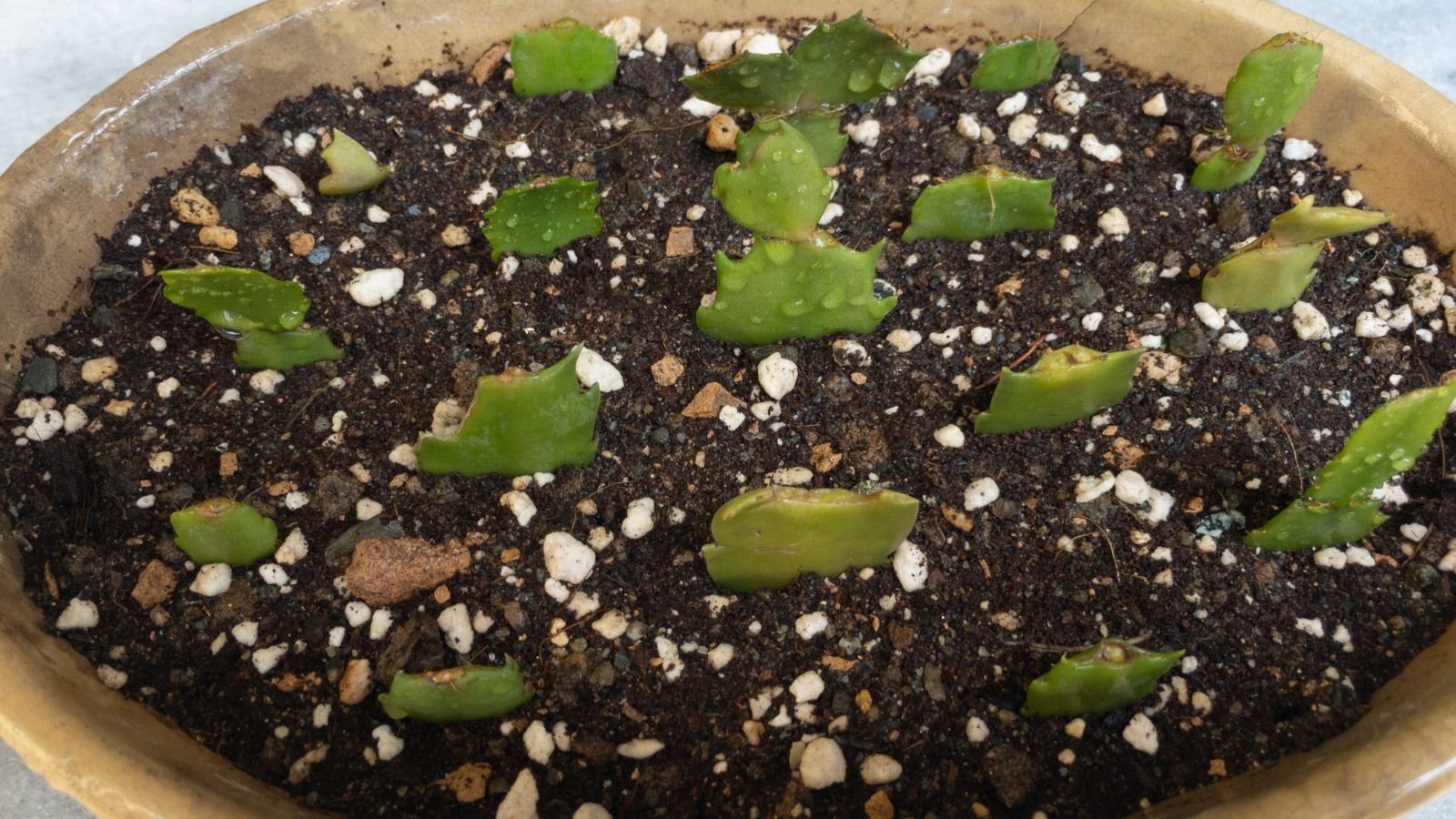 A close-up shot of several cuttings of a succulent placed in a large pot in a well lit area indoors