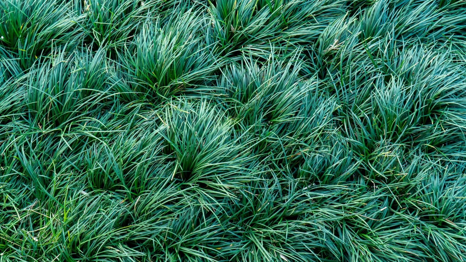 A thick bed of mondo grass looking deep green, with cool-toned hue, appearing shiny as it reflects the warm sunlight