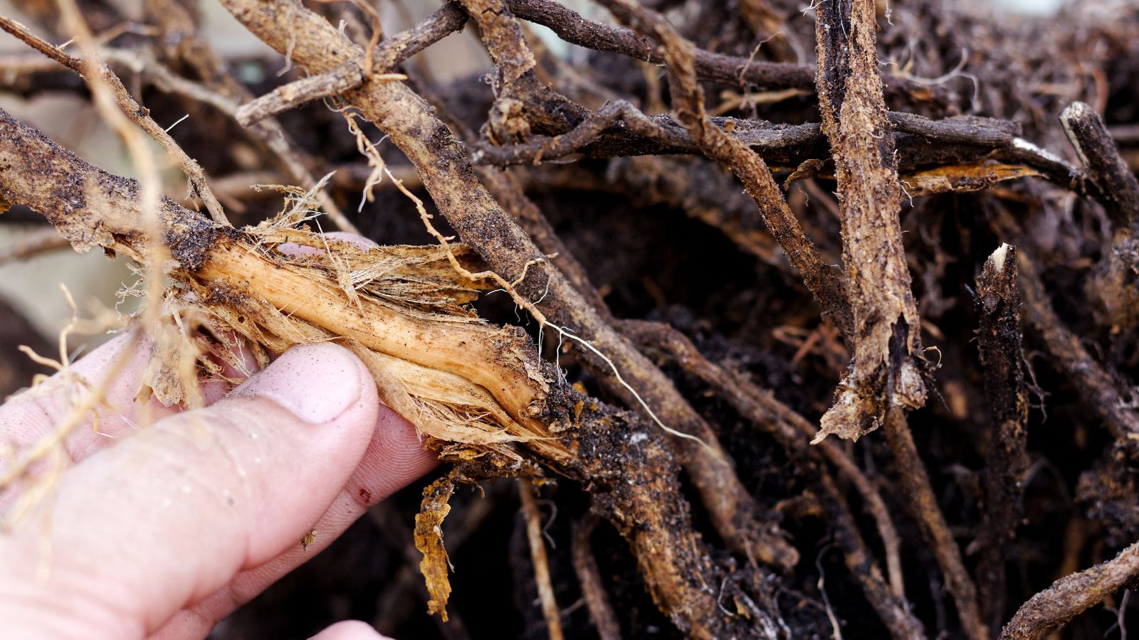 Woody looking roots appearing rotten and dark brown with damp and broken parts, caked with soil, while someone holds it between fingers