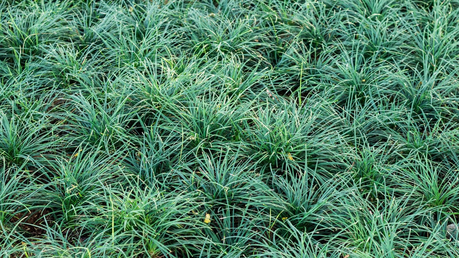 A large area covered in mondo grass, looing green and healthy with a cool tone, receiving ample sunlight with scattered plant material