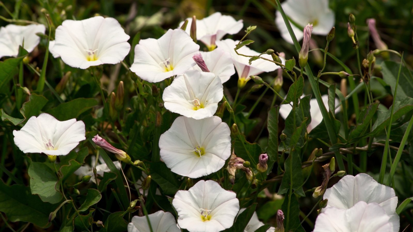 This plant features small, heart-shaped leaves and produces funnel-shaped, white or pale pink flowers.