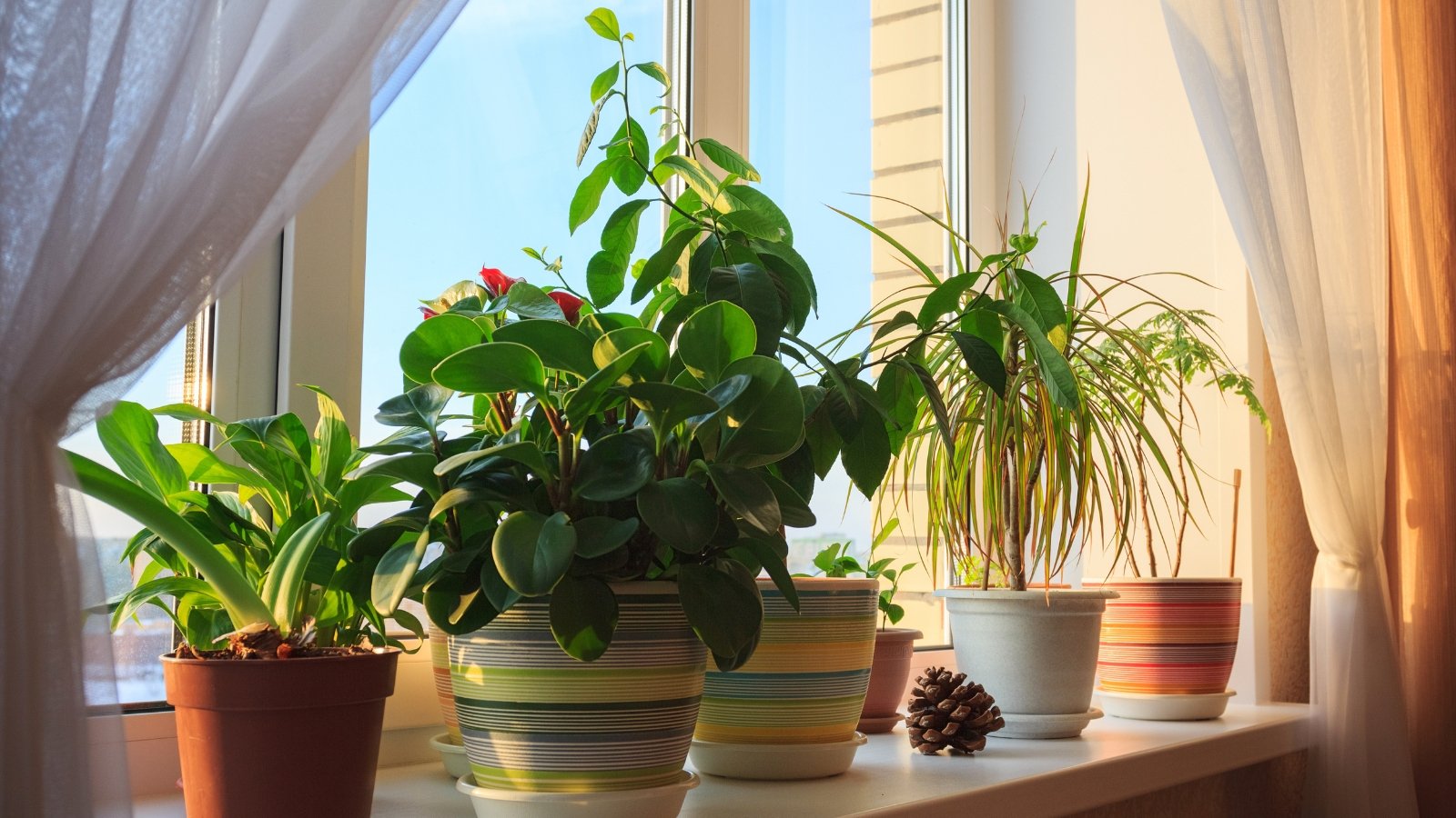 A cozy arrangement of potted greens sits on a wide window ledge, framed by soft curtains, bringing nature indoors.