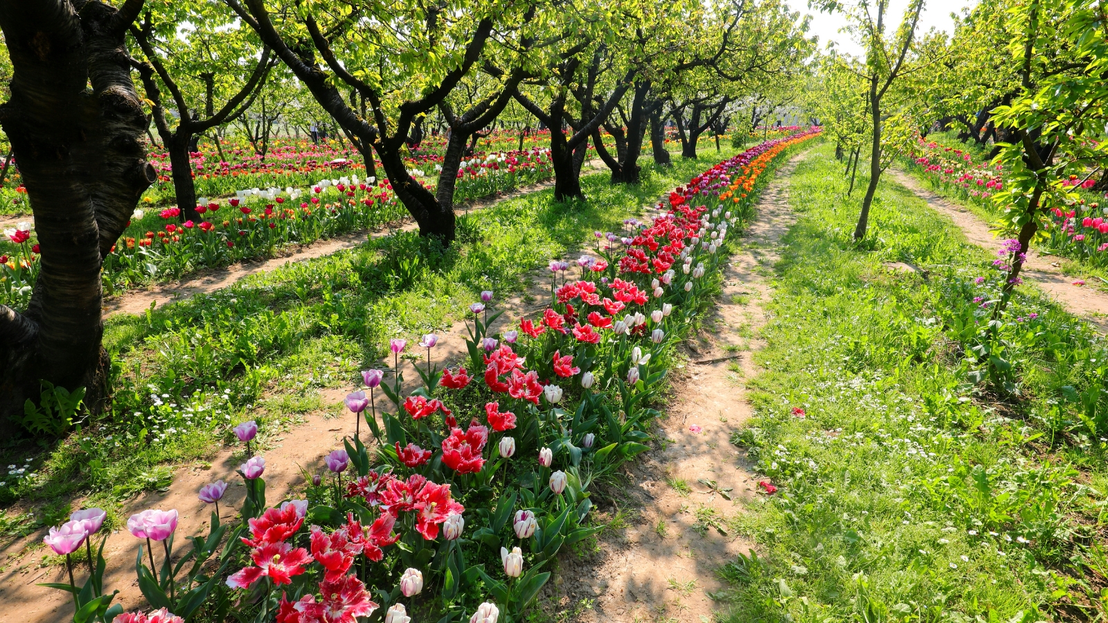 A long garden path lined with a vibrant row of red flowers in full bloom, set between trees with green foliage, forming a colorful pathway.