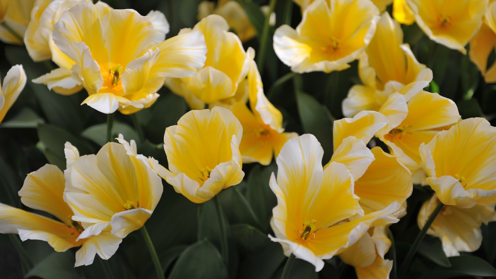 A dense cluster of yellow flowers with soft white edges on each petal, creating a vibrant display among lush green foliage.