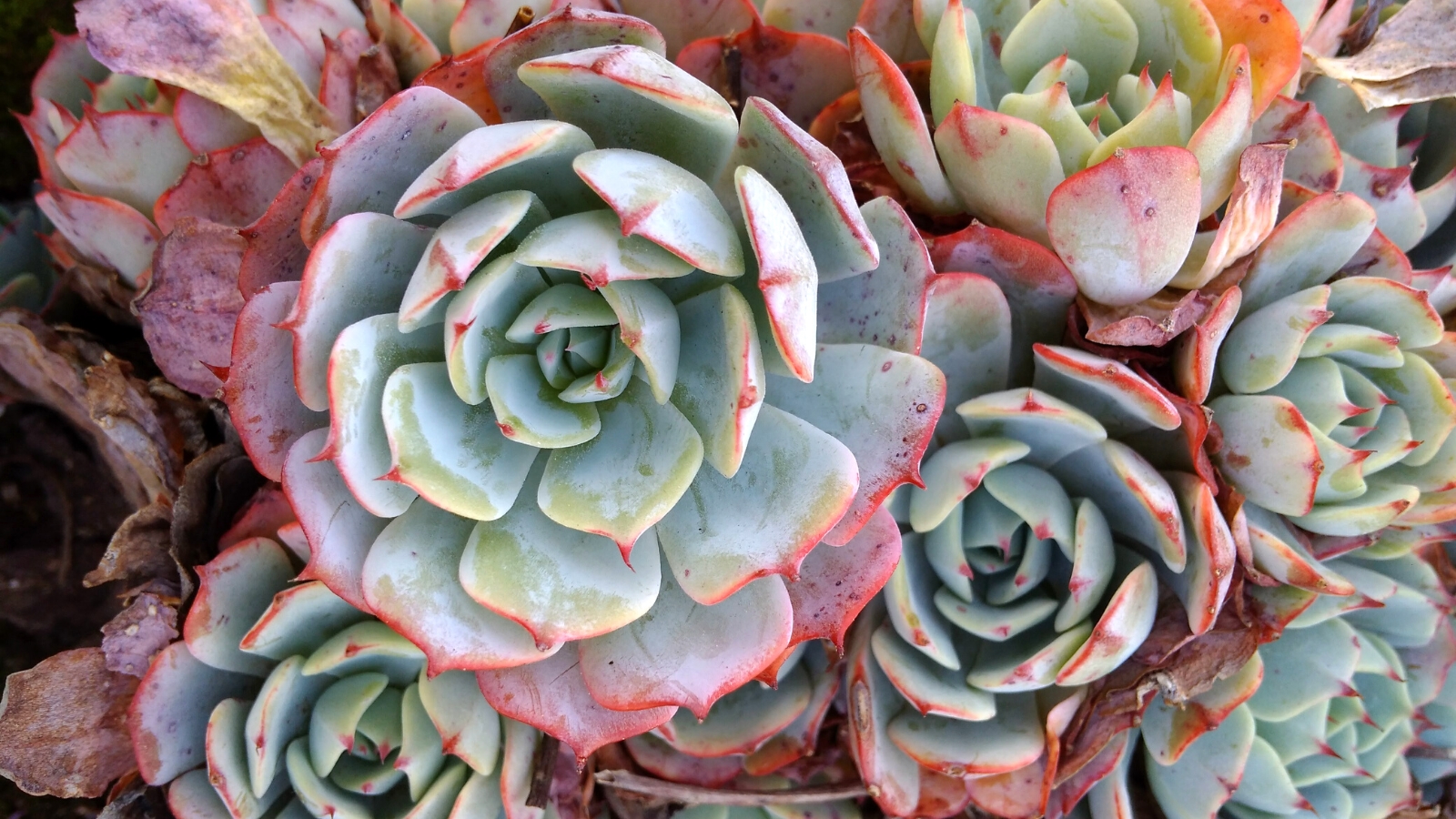 Close-up of Echeveria 'Sofia' succulents. Echeveria ‘Sofia’ is an exquisite succulent, boasting rosettes of slender, pointed leaves in shades of silvery-blue with hints of pink along the edges. The leaves have a delicate powdery coating that lends them a soft, matte texture and enhances their ethereal appearance.