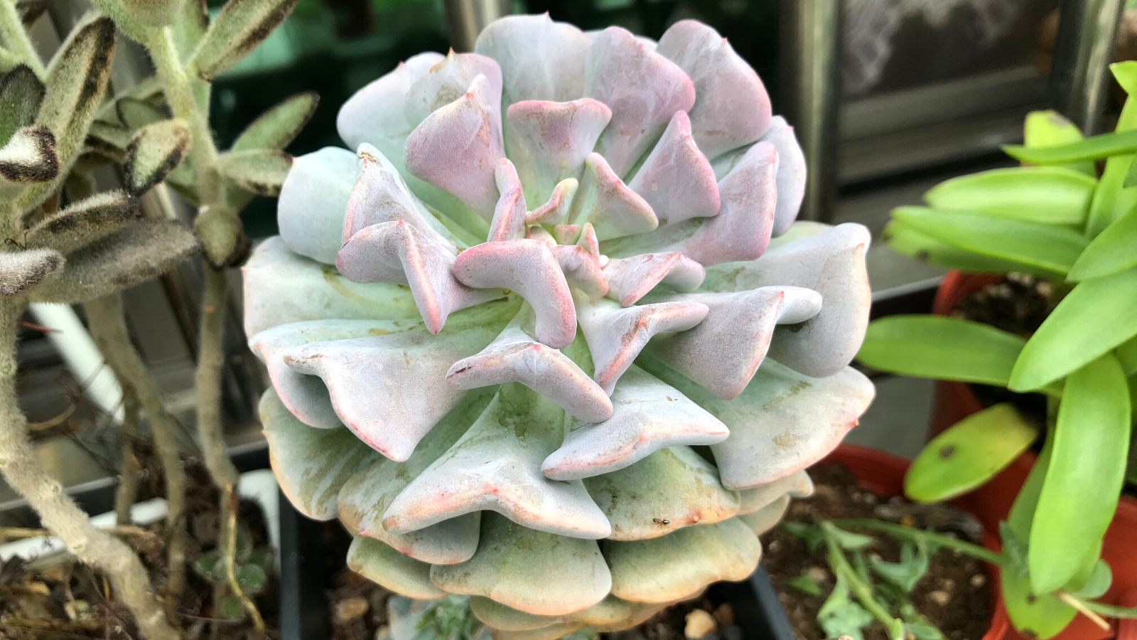 Close-up of Echeveria 'Cubic Frost' in a black square pot. Echeveria ‘Cubic Frost’ is a striking succulent, featuring compact rosettes of chubby, pale blue-green leaves adorned with a fine coating of powdery farina. The leaves have distinct ridges and edges that give them a geometric, almost sculptural appearance, resembling tiny frosted cubes.