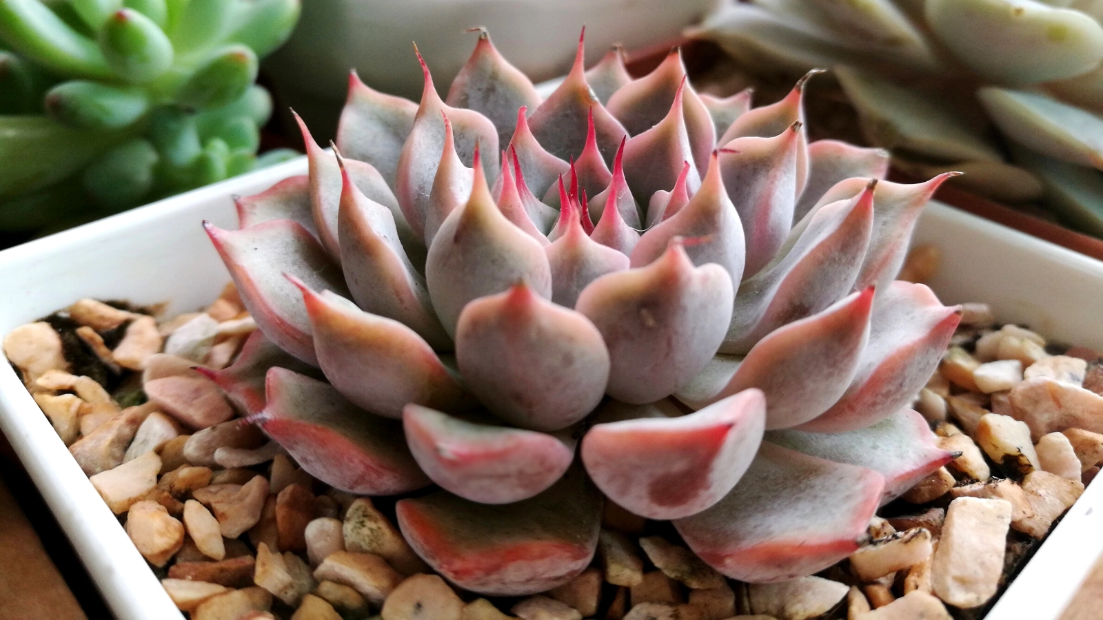 Close-up of Echeveria agavoides ‘Black Tetra’ in a white pot with small pebbles. Echeveria agavoides ‘Black Tetra’ is a striking succulent, distinguished by its compact rosettes of triangular leaves that are a deep, velvety shade of blackish-purple. Each leaf features a glossy sheen and distinctive red edges.