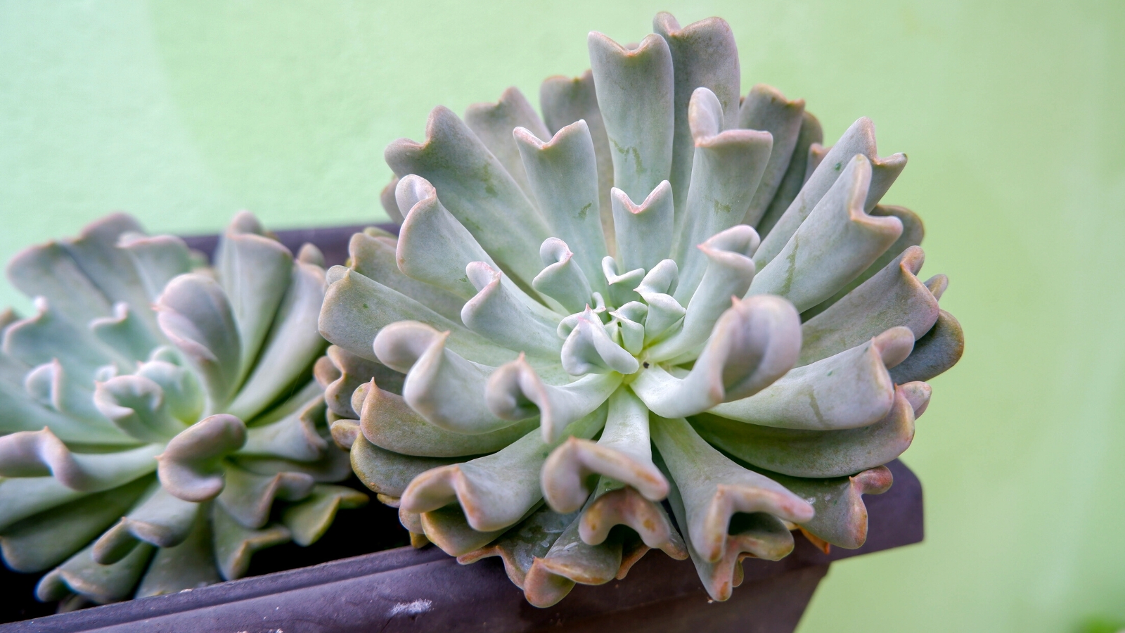 Close-up of Echeveria runyonii 'Topsy Turvy' in a purple plastic pot against a blurred green background. Echeveria runyonii ‘Topsy Turvy’ is a captivating succulent, known for its unique rosettes of thick, spoon-shaped leaves that curl upward and inward, creating a whimsical, twisted appearance. The leaves are a soft, powdery blue-green, with hints of pink or purple along the edges.