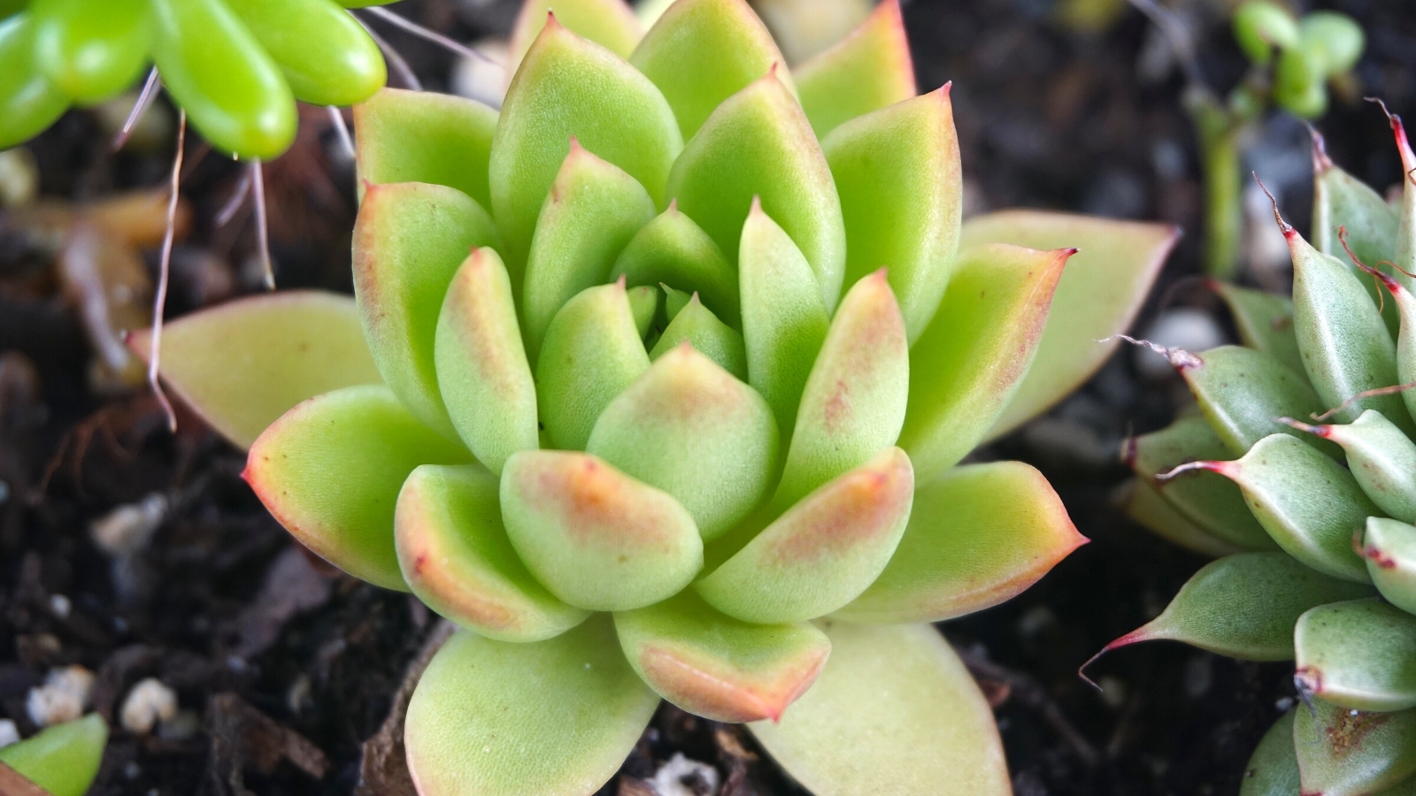 Close-up of Echeveria ‘Marcus’ against a blurred soil background. Echeveria ‘Marcus’ is a charming succulent, displaying compact rosettes of small, spoon-shaped leaves with a vibrant green hue. The leaves are densely packed and form a symmetrical arrangement. Each leaf has a subtle powdery coating and reddish tips.