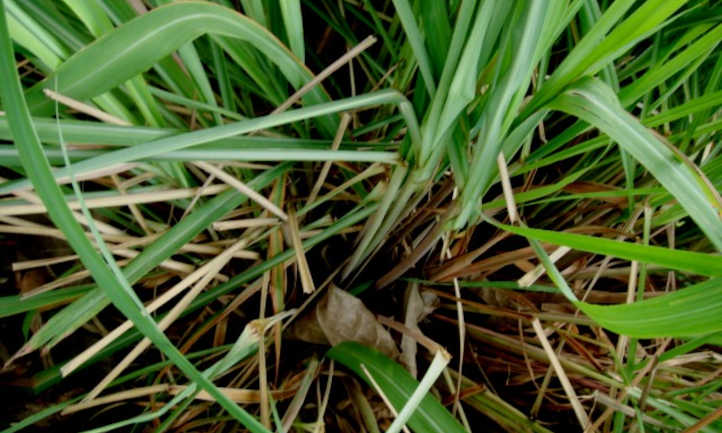 Base of citronella plant