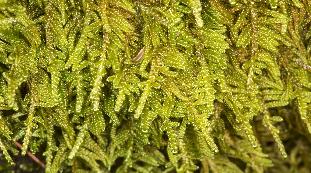 Large fluff of the Sheet Moss plant. Hypnum imponens is a lush and feathery moss species with a distinctive appearance. This low-growing moss forms dense, intricate mats of delicate, feathery branches, creating a soft and velvety texture. The individual branches are finely divided, resembling tiny fern fronds, and are bright green in color.