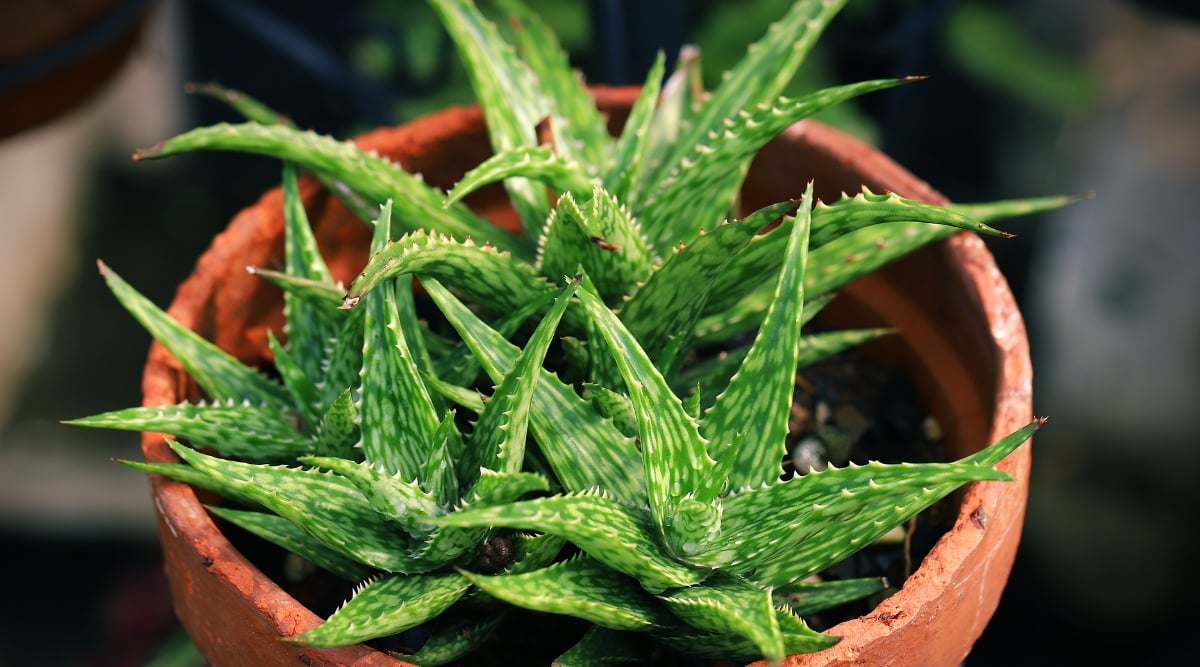 A close-up of several mini aloe vera plants thriving in a terracotta pot. The plump, translucent leaves are edged with tiny, serrated teeth, and the vibrant green color is accented by subtle stripes of paler green. 
