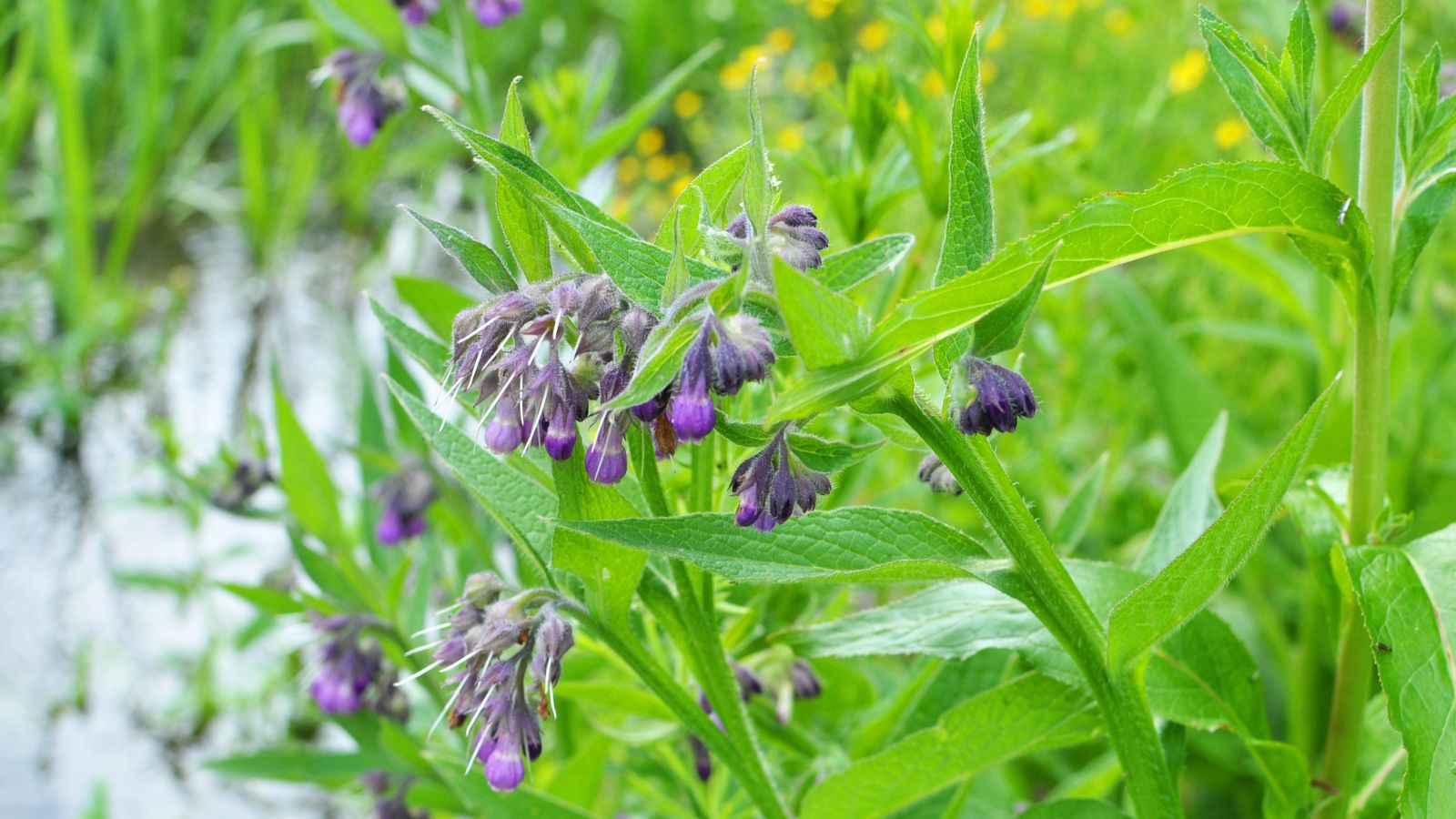 Blooming Symphytum officinale with dangling purple flowers and vibrant green leaves surrounded by other plants placed near a body of water