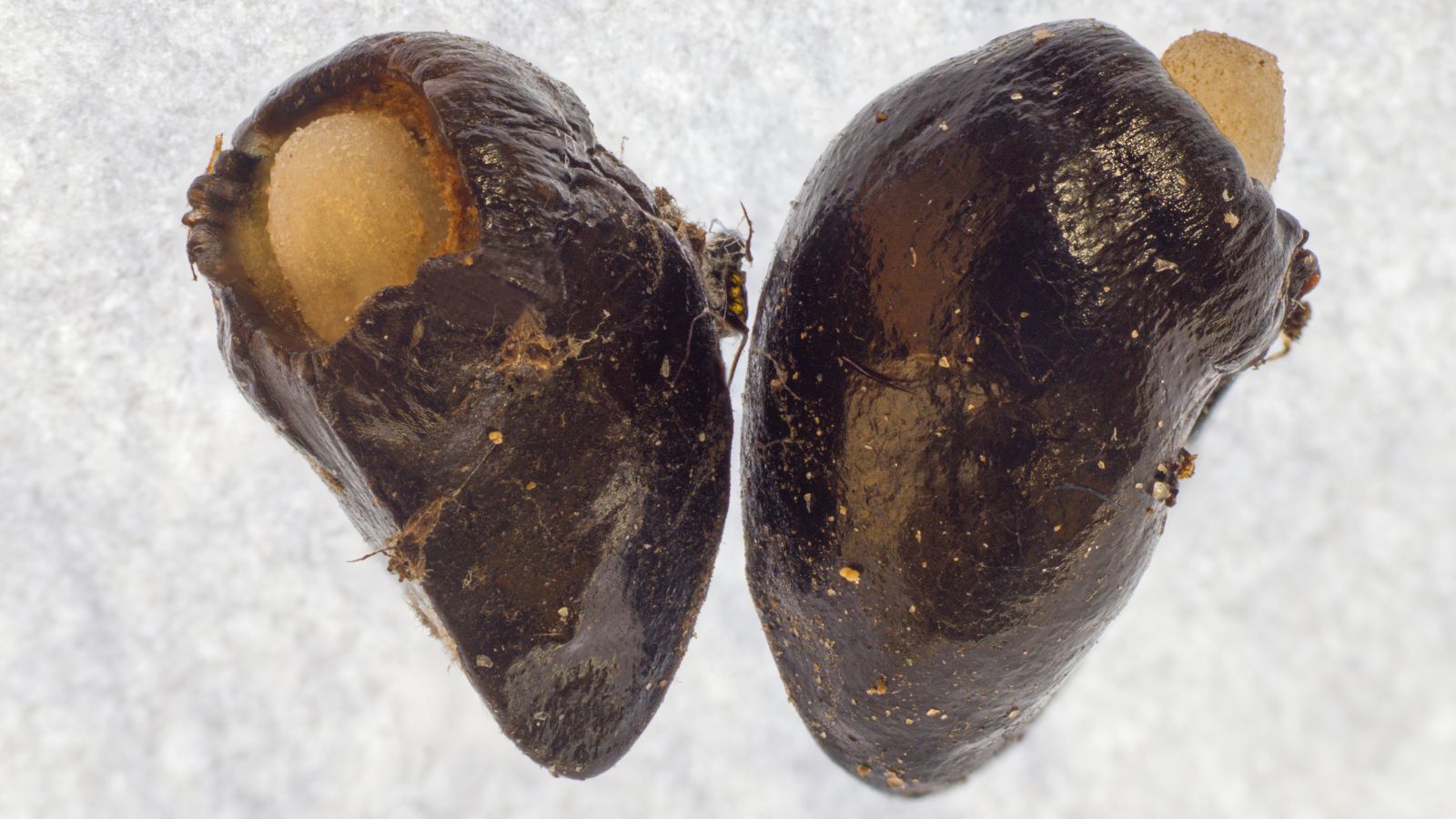 Dark brown seed of Symphytum officinale covered in dirt placed on a white sheet