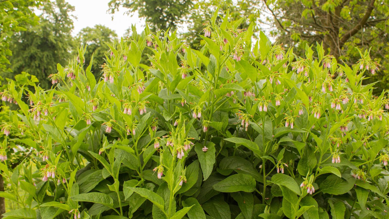 A huge patch of Symphytum officinale growing generously with countless pale colored flowers dangling from the stems