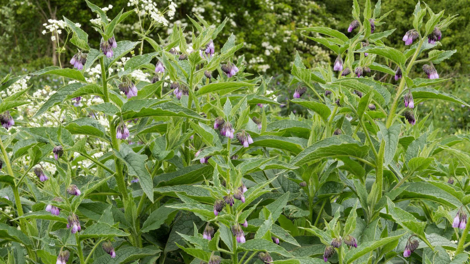 Multiple Symphytum officinale growing generously with scattered purple flowers and textured green leaves appearing vibrant in garden