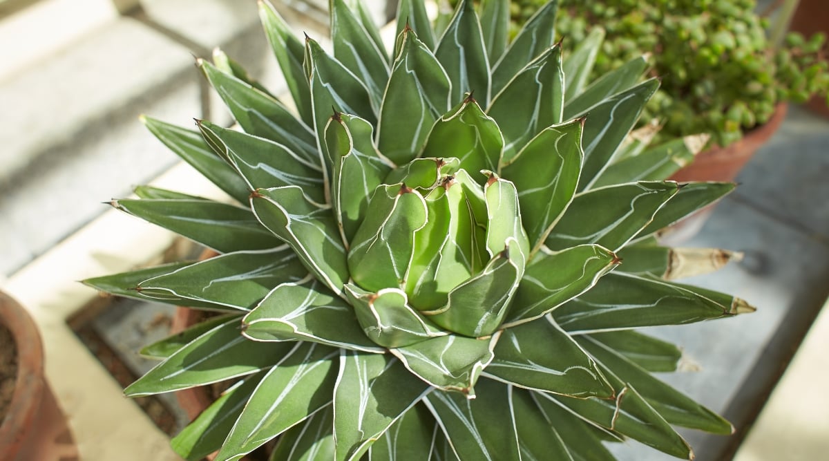 A close-up of King Ferdinand Agave leaves reveals their regal and robust structure, marked by deep green hues and intricate patterns. Planted in a rustic brown pot, the agave stands as a focal point in a garden adorned with various potted plants, creating a harmonious botanical ensemble.