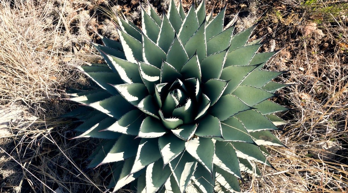 A close-up reveals the Harvard Agave plant's succulent leaves, characterized by spiky edges and a vibrant green hue. It thrives in brown soil amid scattered dead straws, basking in the warmth of direct sunlight.
