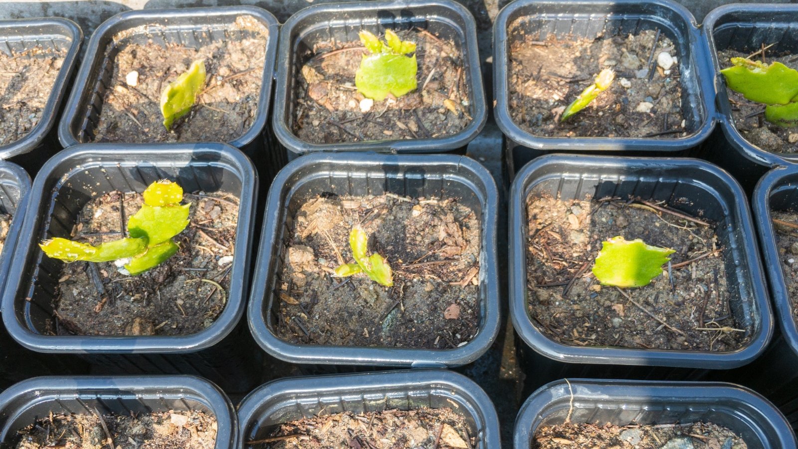 Small Schlumbergera cuttings with jointed, smooth green segments stand upright in pots, showing fresh growth tips.
