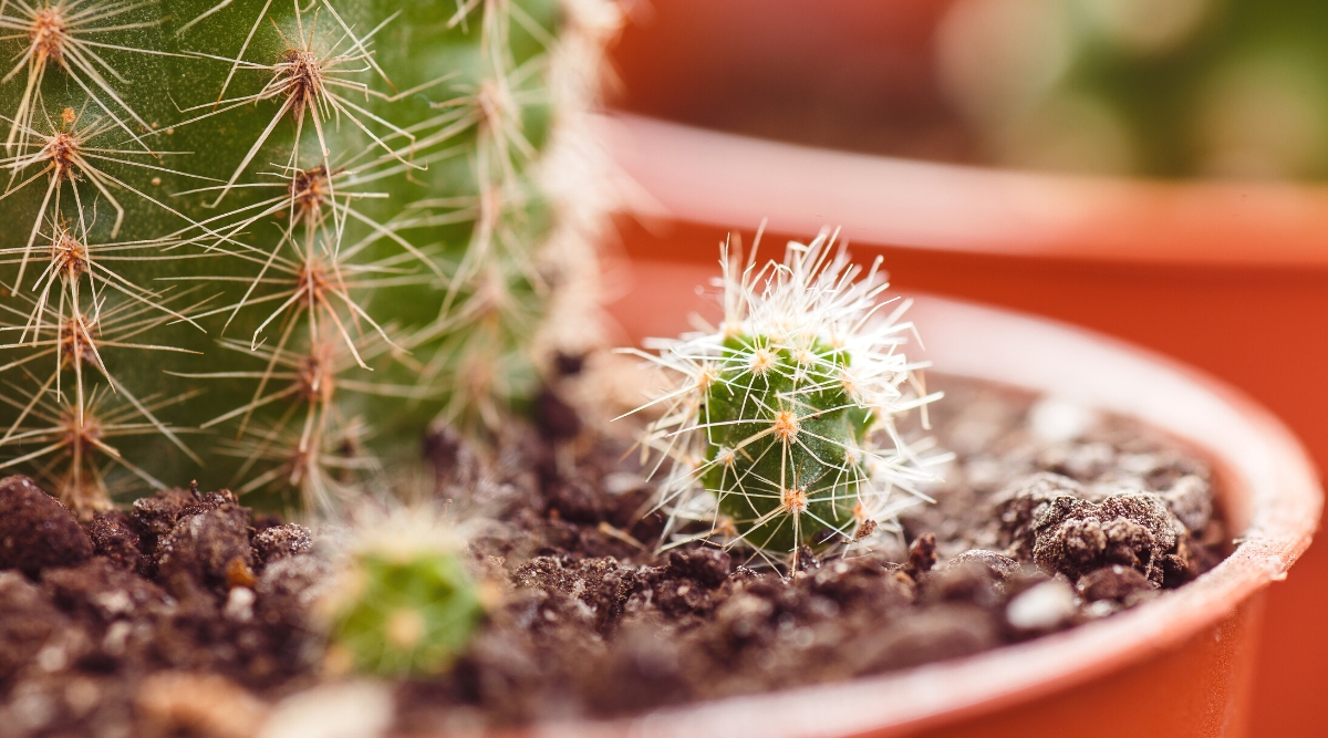 Close-up of a small cactus sprout next to a mature mother plant in a pot. The plant is characterized by thick, fleshy stems that store water to survive in arid environments. Their stems feature distinctive ribbing patterns, which are covered in spines. Cacti are green in color with long white spines on the ribs.