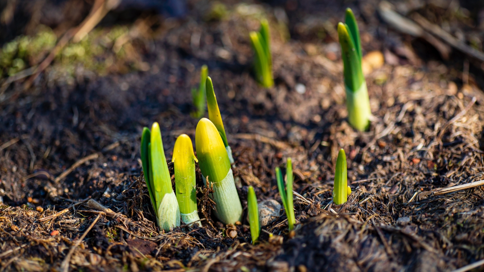 Close-up of young tulip sprouts emerging from the soil, their bright green leaves unfurling against a rich, dark backdrop of earth.
