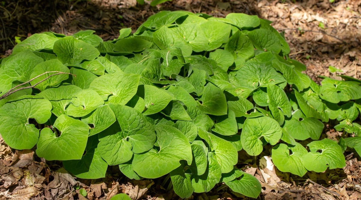 Close-up of a Wild Ginger plant in a garden with mulched soil. Its heart-shaped leaves, rich green and glossy, emerge directly from the ground on short stems, creating a dense carpet of foliage. The leaves are characterized by prominent veining and a smooth texture.