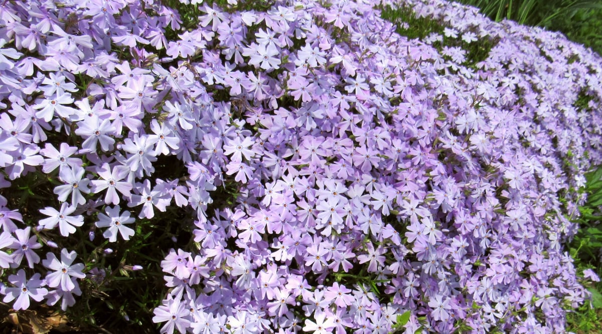 Close-up of a flowering ground cover plant, Creeping Phlox (Phlox stolonifera), in a garden. The plant features clusters of small, five-petaled flowers that form dense mats along creeping stems. These flowers come in a lavender shade. The evergreen foliage is lance-shaped, forming a dense carpet.