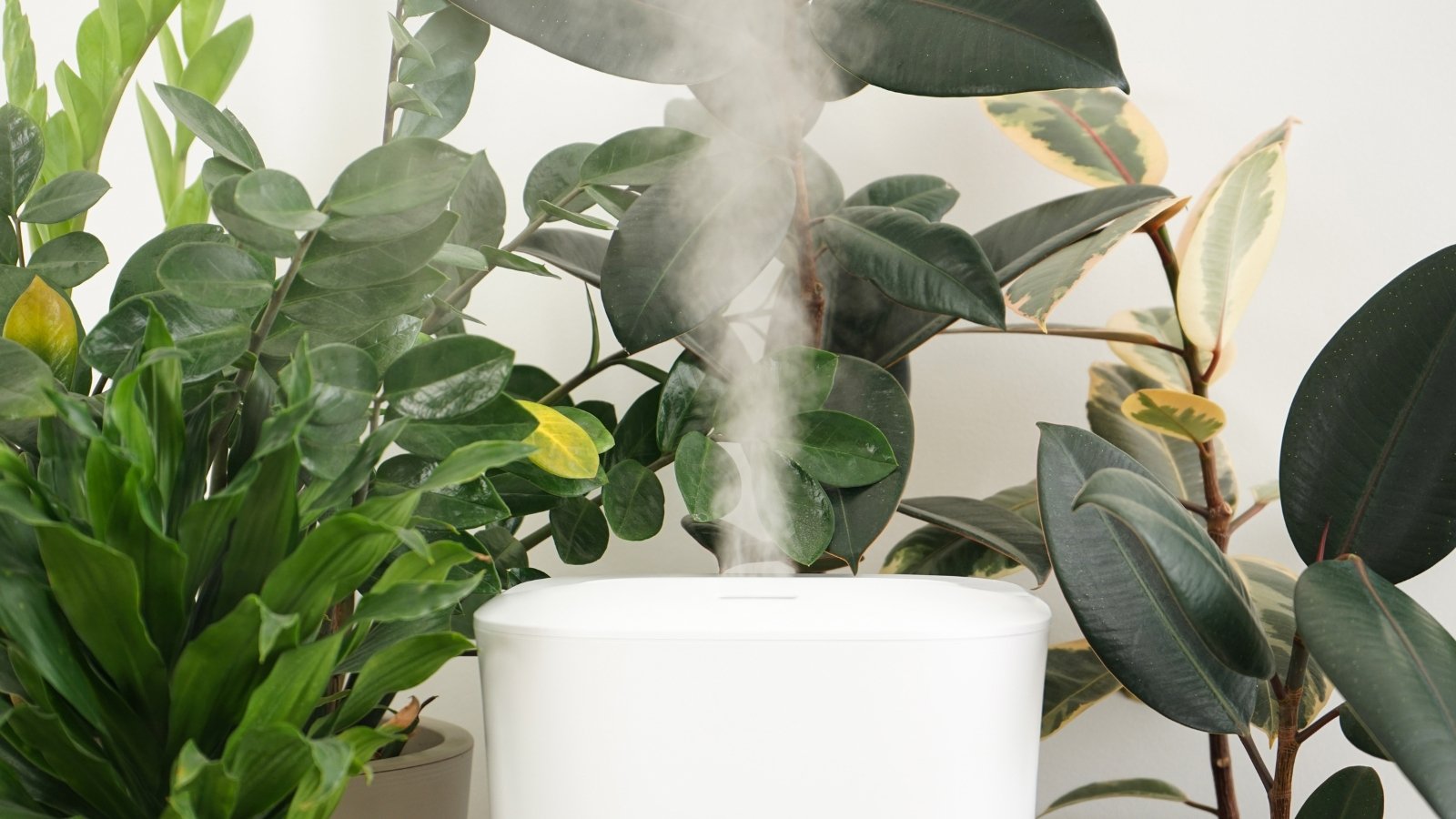 A cluster of Ficus plants with large, dark green leaves near a humidifier releasing mist, enhancing the lush and tropical setting.