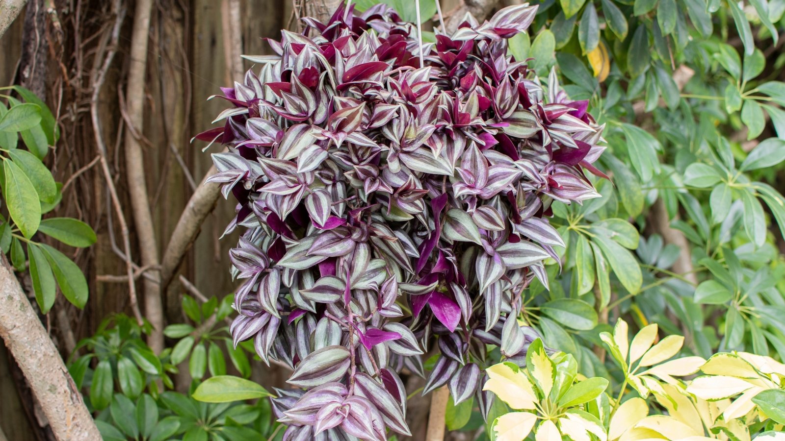 Vibrant green leaves with purple undersides and silver-striped tops, typical of Tradescantia zebrina, forming a bold and colorful cascading effect.