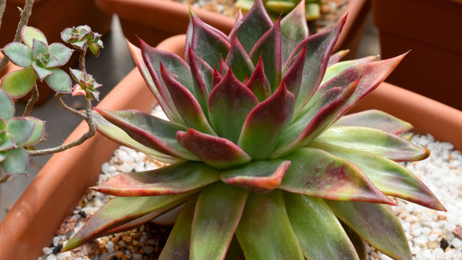 Thick, fleshy leaves arranged in a rosette pattern with red-tinged edges, characteristic of Echeveria, creating a striking compact form.