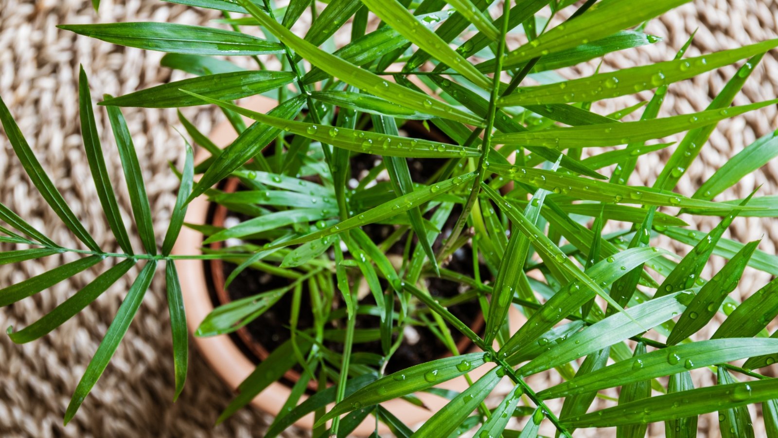 Delicate, arching fronds with narrow green leaflets, typical of Chamaedorea elegans, adding a soft, tropical texture to the environment.