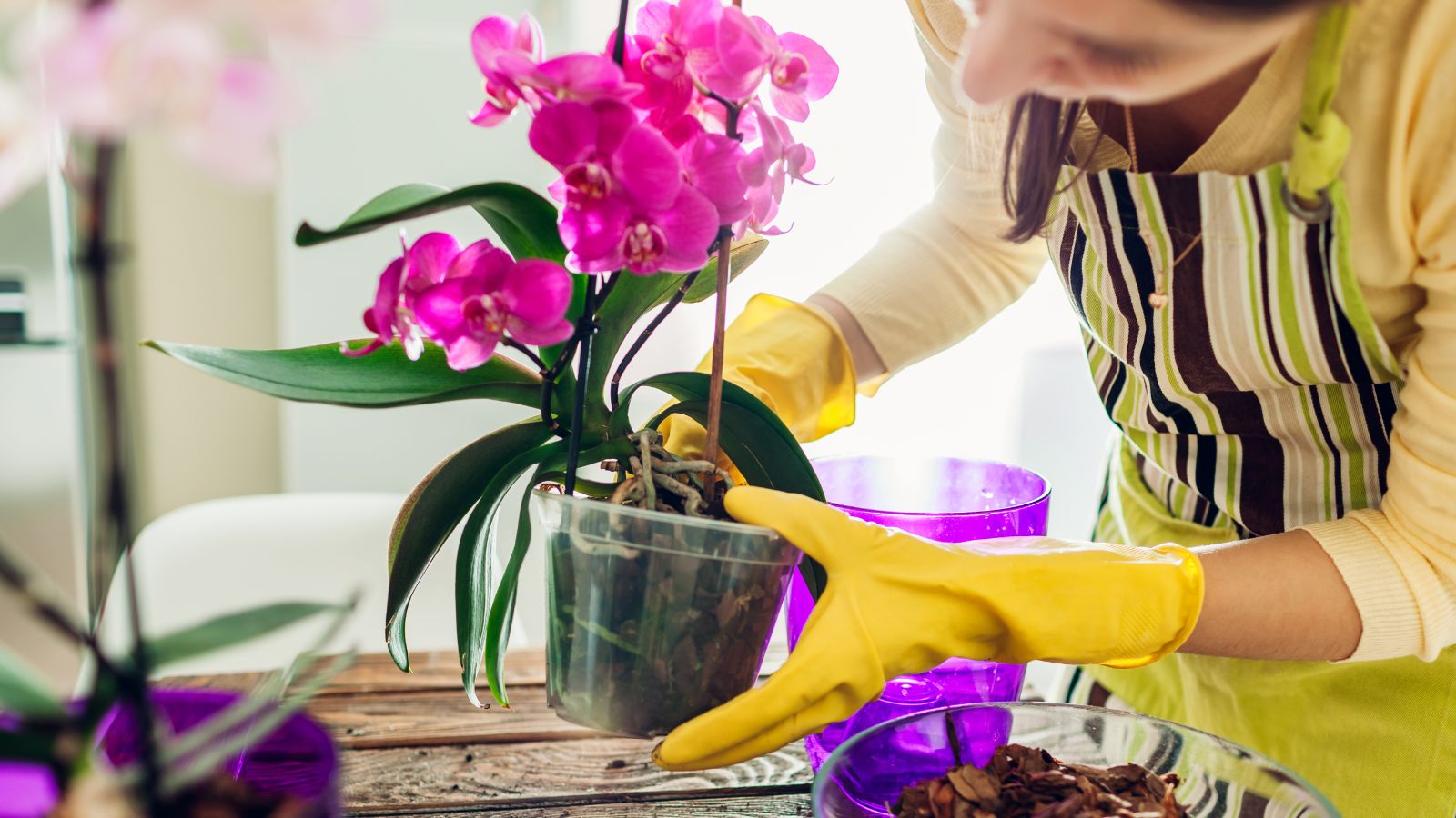 A close-up shot of a person wearing a yellow shirt, with a green apron and yellow gloves, putting a vivid pink flower in a transparent acrylic pot on top of a table indoors.