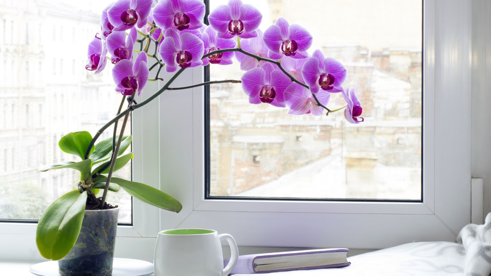 A shot of a bright and vivid deep pink flower with green stems and brod leaves in a marble-ceramic pot indoors with a mug and book on the right side and a window behind the flower overlooking a city.