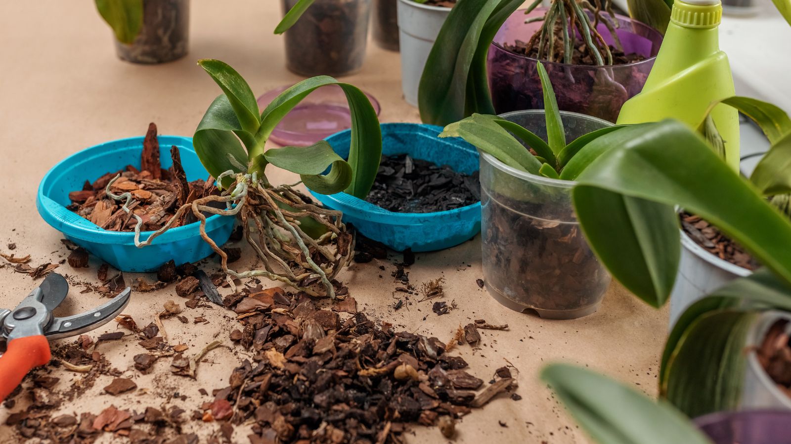 A shot of a pile of bark-based potting mix on a brown table with various colored and transparent pots, with small green plants.