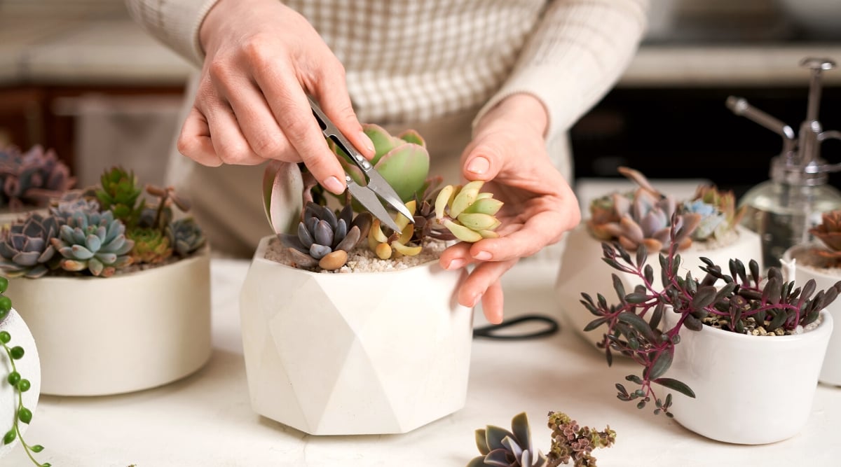 Close-up of woman's hands with scissors pruning Echeveria offsets to propagate succulents. On the table there are several white ceramic pots with young succulent plants of different types.