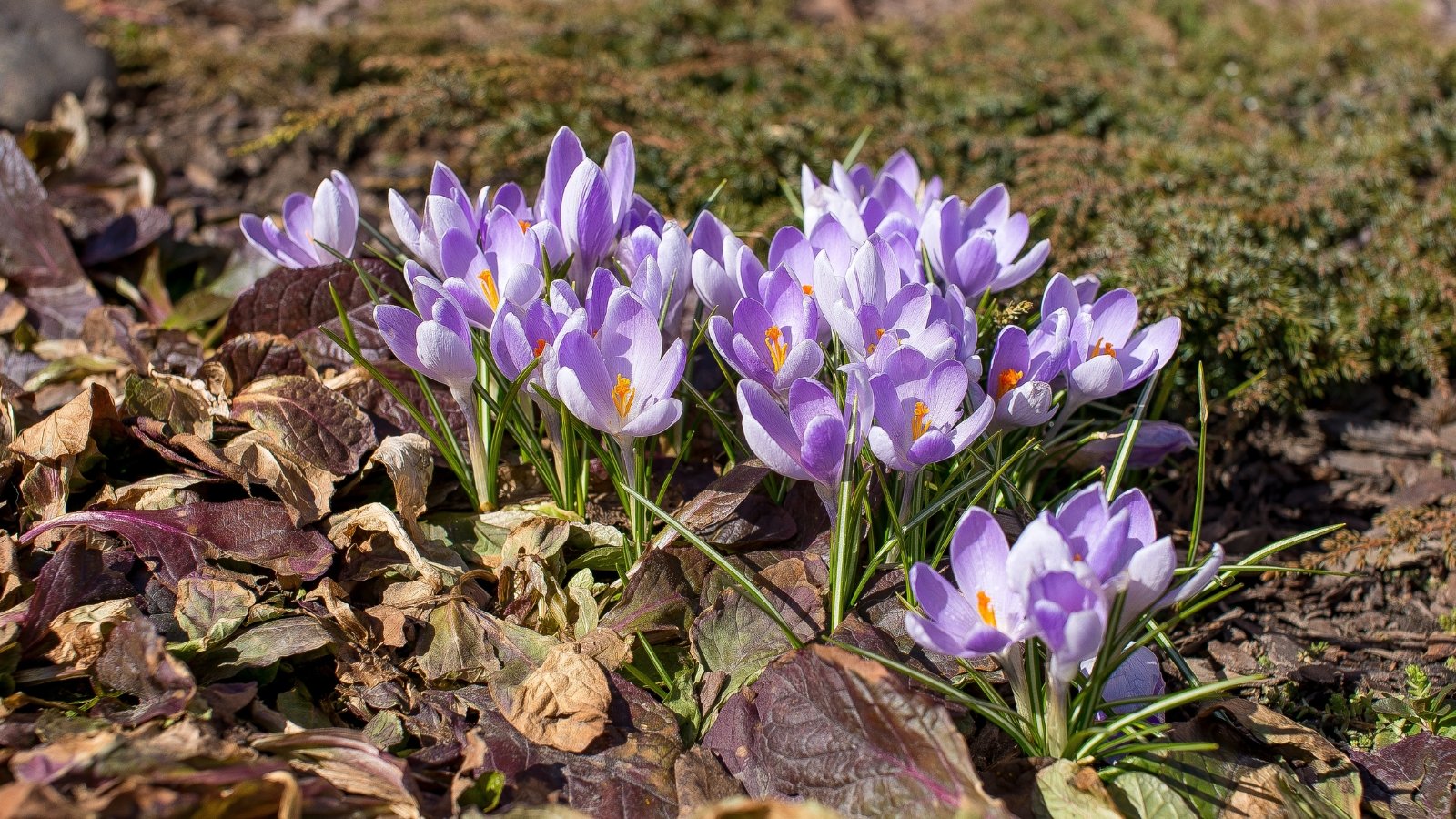 Delicate lavender, goblet-shaped flowers bloom from short stems, framed by narrow, lance-shaped leaves that appear alongside.