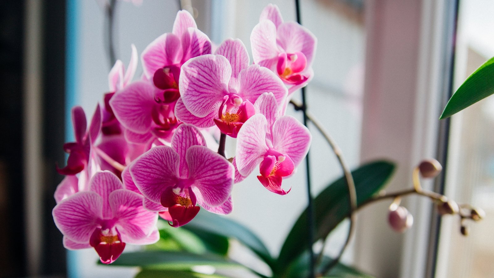 A close-up of purple orchids highlights their delicate petals and intricate patterns, set against a softly blurred background. Lush green leaves provide a complementary backdrop, adding depth to the composition.