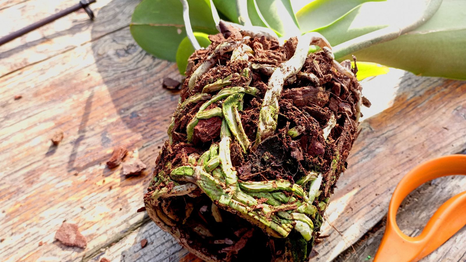 A plant removed from the container exposing roots that need pruning, placed on a brown wooden table beside a pair of scissors