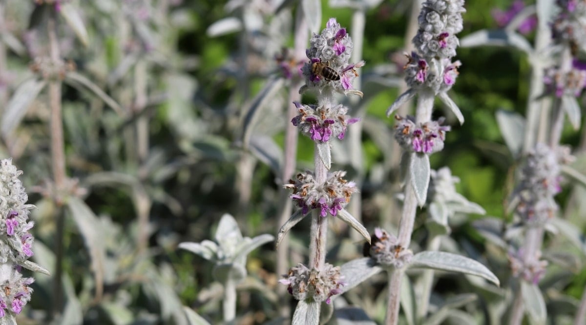 Stachys byzantina