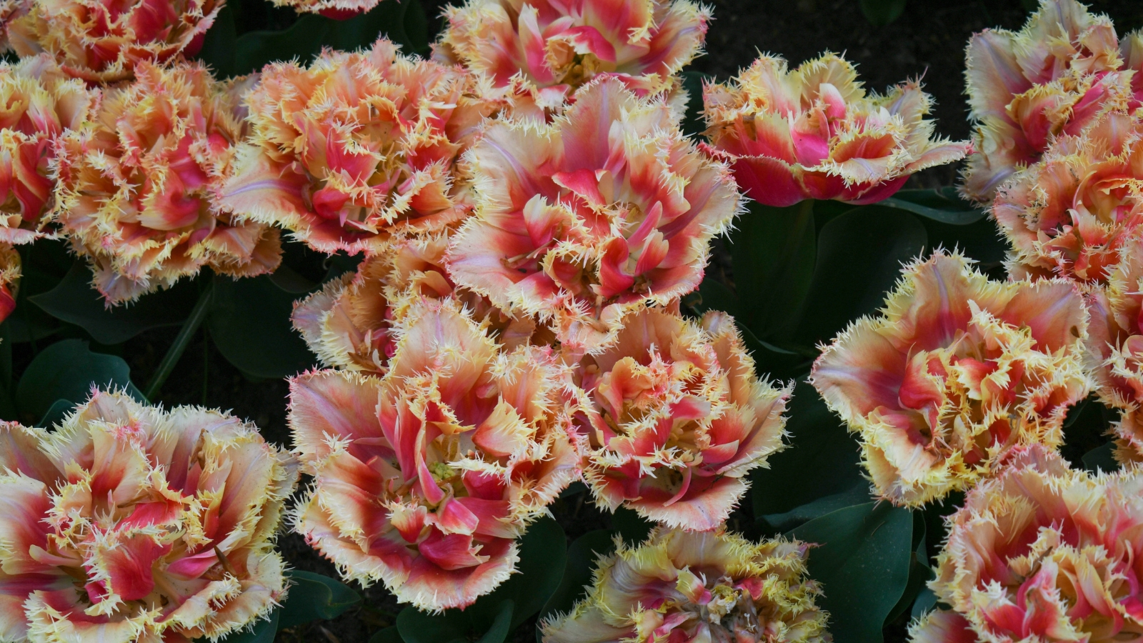 Ruffled yellow and red petals create a fiery and intricate floral arrangement amidst lush greenery.