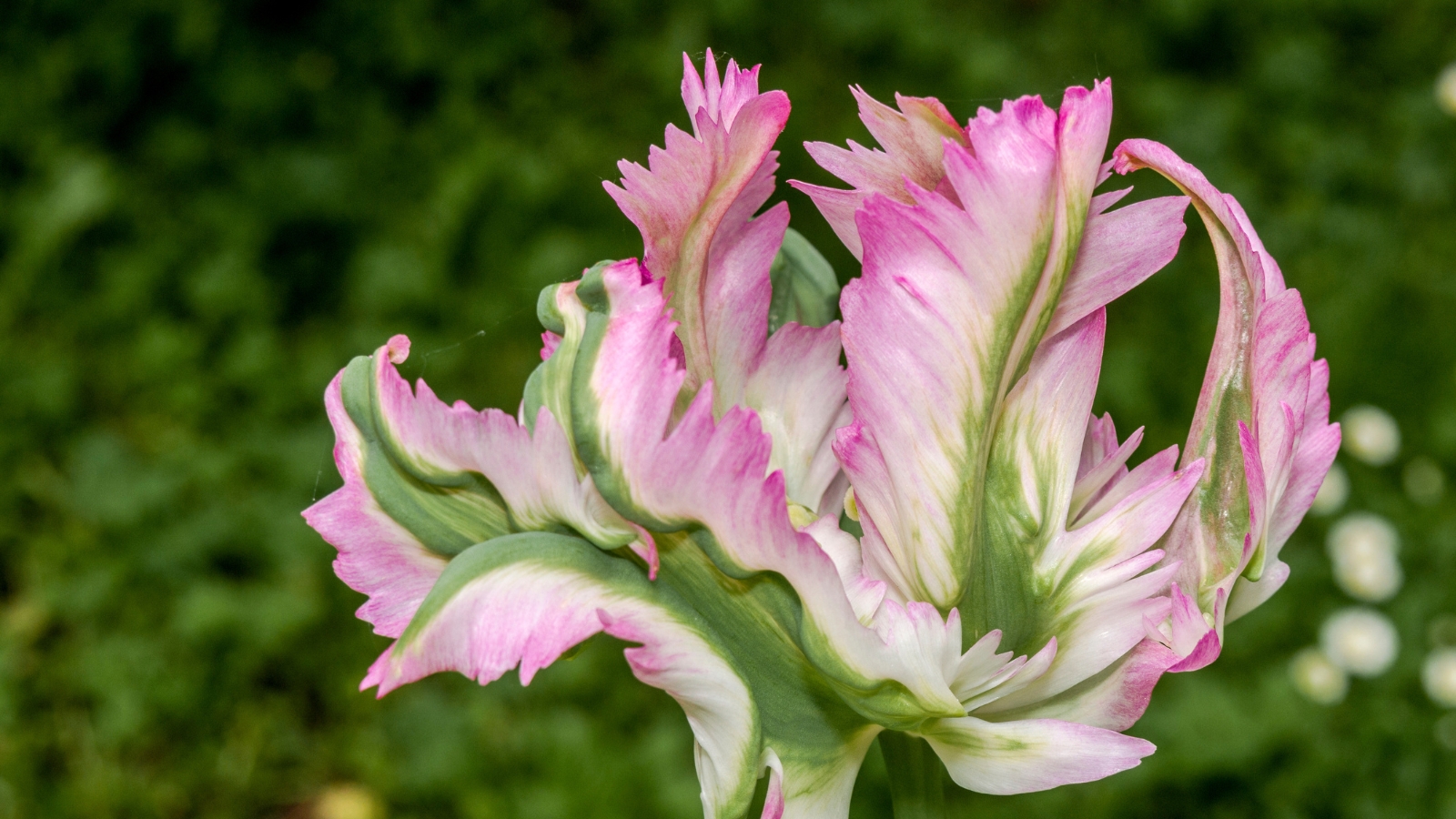 Lime green and white petal combinations form ruffled, feather-like structures in a fresh and lively garden.