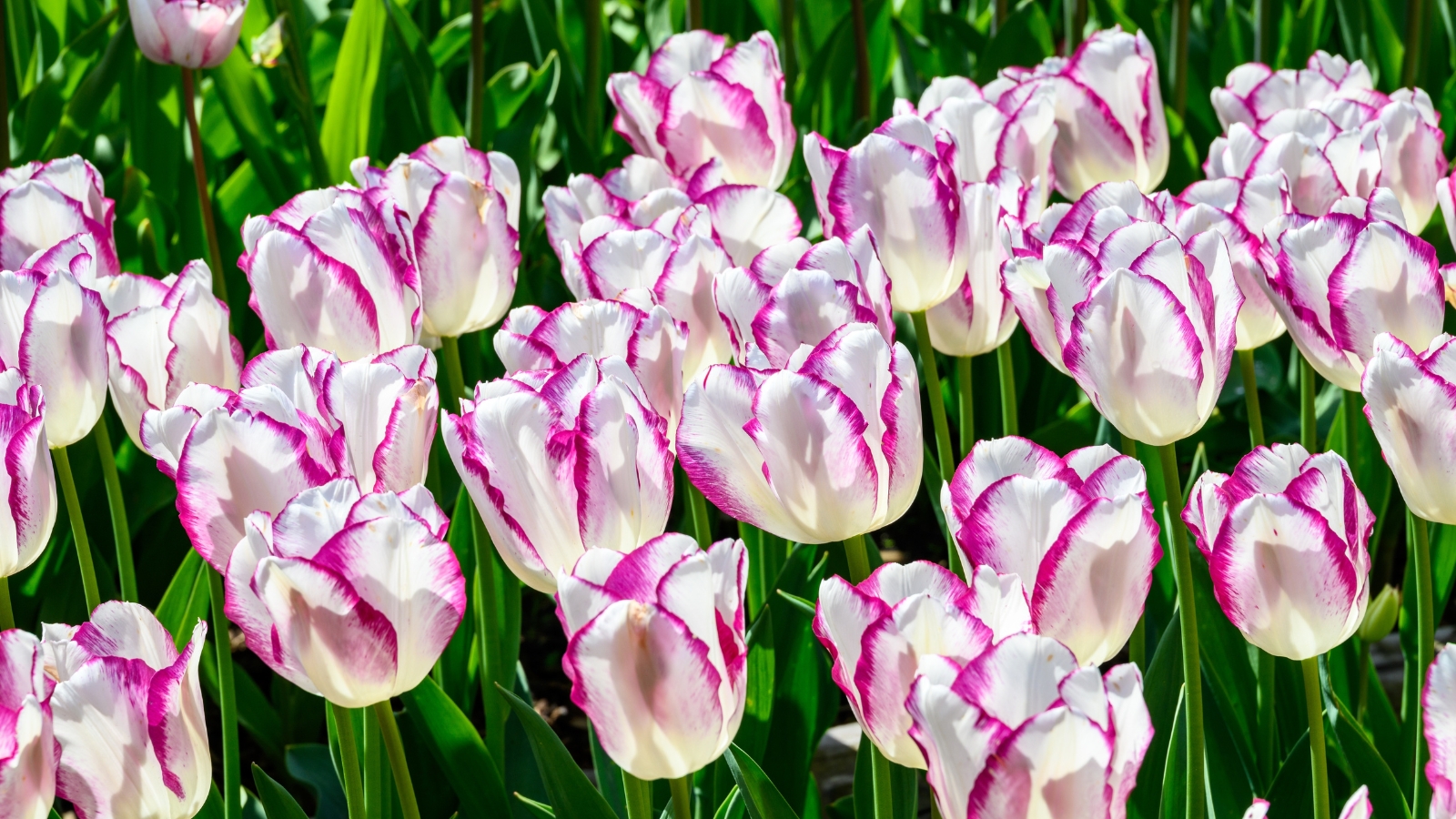 Soft lavender and white blooms feature light purple streaks, creating a delicate and refined appearance amidst fresh greenery.