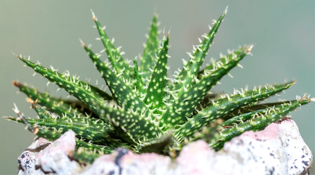 A close-up of a succulent plant in a pot, with spiky, aloe vera-like leaves. The plant has thick, green leaves with white edges, and it is growing in a clay pot. The leaves are arranged in a rosette around the central stem, and they have sharp points at the tips. 
