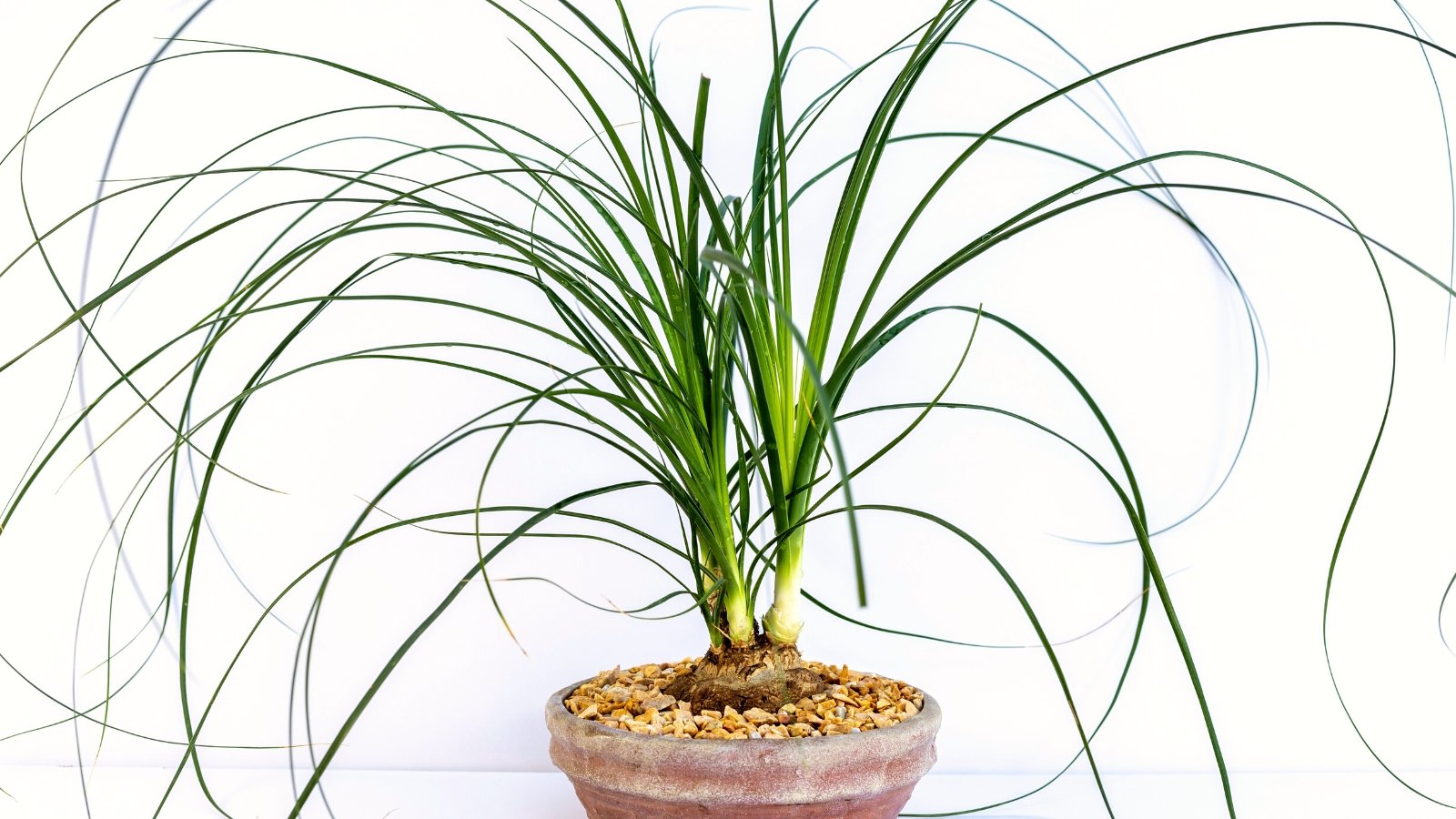 Close-up of a Ponytail Palm in a small clay pot on a white background. The Ponytail Palm, or Beaucarnea recurvata, is a distinctive succulent tree with a striking appearance characterized by its swollen trunk resembling an elephant's foot and long, narrow, cascading leaves that resemble a ponytail. The leaves, which grow in a rosette formation at the top of the trunk, are leathery and arch gracefully, providing an elegant silhouette.