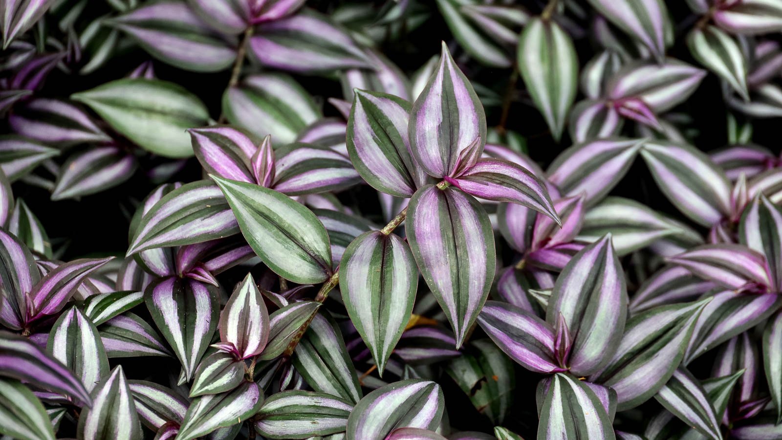 Closeup of inch plant in striking green and purple shades with dark green stripes.