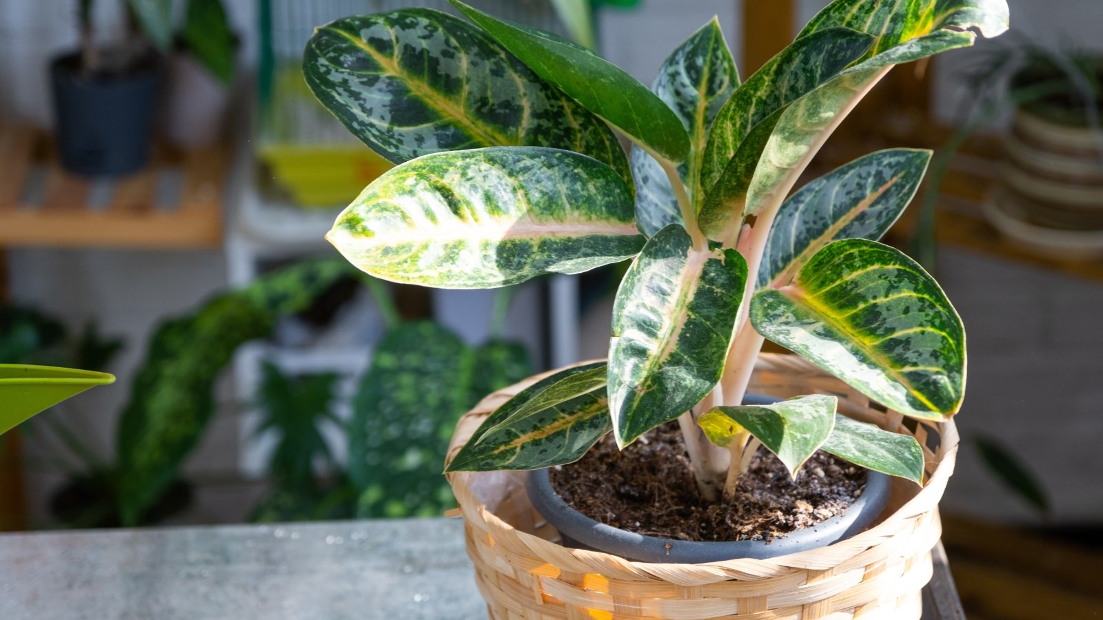 A close-up of a potted plant with large, glossy leaves, growing in a textured, woven basket placed on a wooden surface.