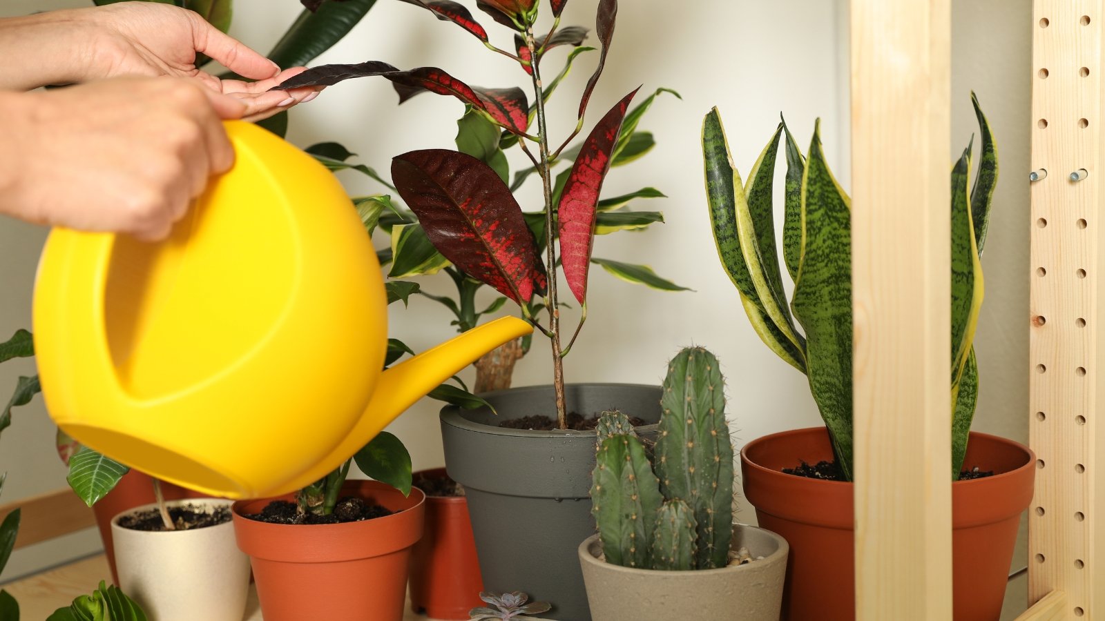 A person’s hand, holding a yellow watering can, waters various green potted plants, including cacti and leafy varieties, arranged on a wooden shelf.