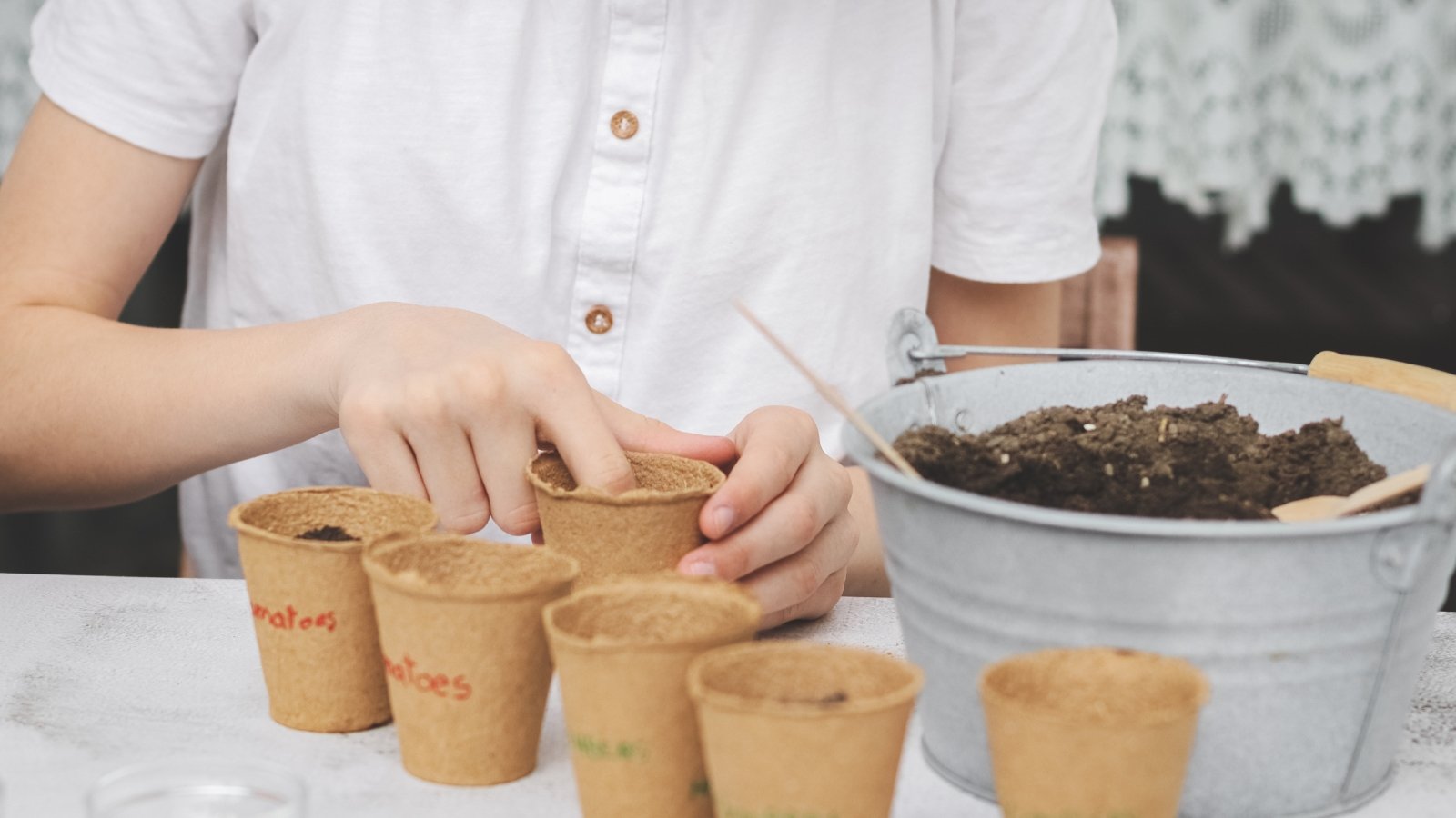 A person in a white shirt testing soil in biodegradable cups by sticking one finger in, before planting.