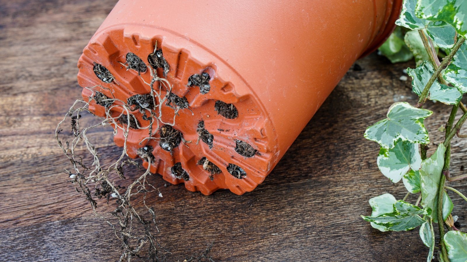 A close-up of a terracotta pot turned on its side, revealing numerous roots emerging from drainage holes at the bottom, set against a rough, gray surface.